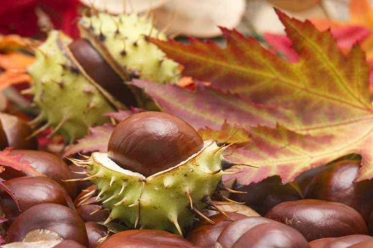 How to Tell if Chestnuts Are Bad? [Plus Best Ways to Store]