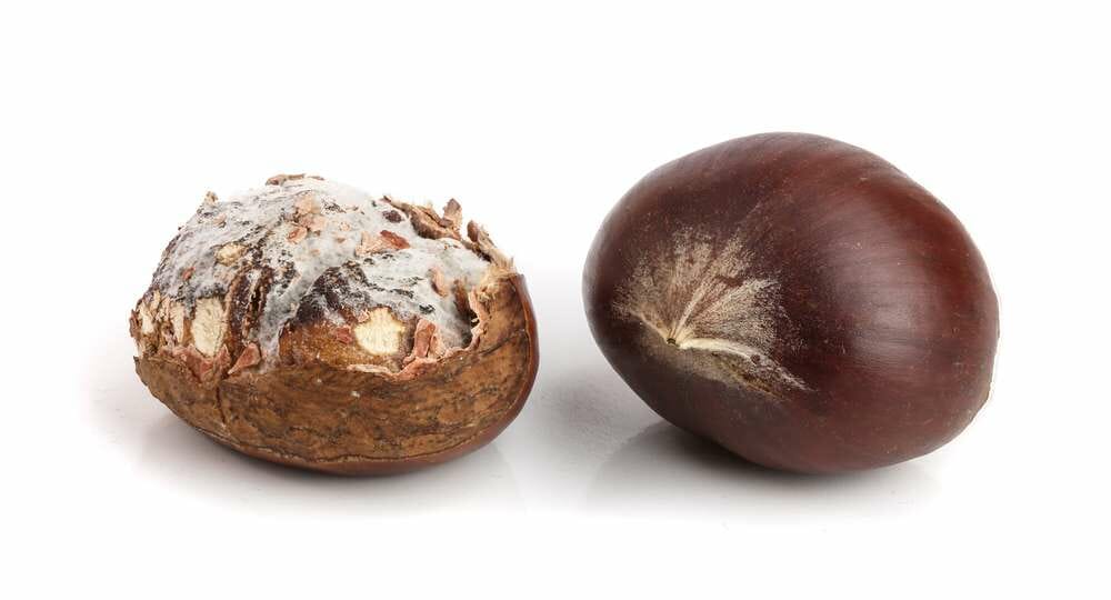How to Tell if Chestnuts Are Bad? [Plus Best Ways to Store]