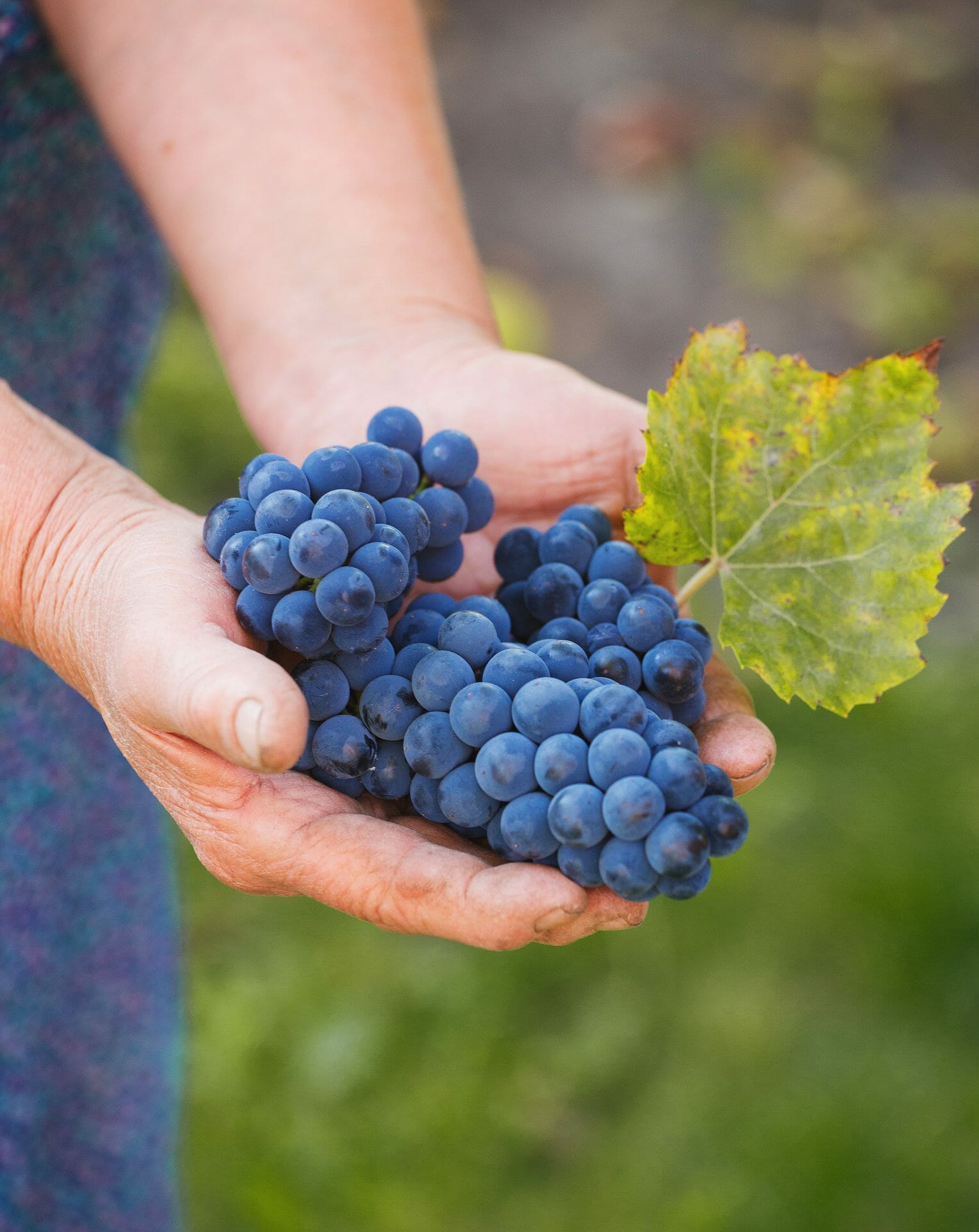 Can You Eat Too Many Blueberries? [+Daily Serving Chart]