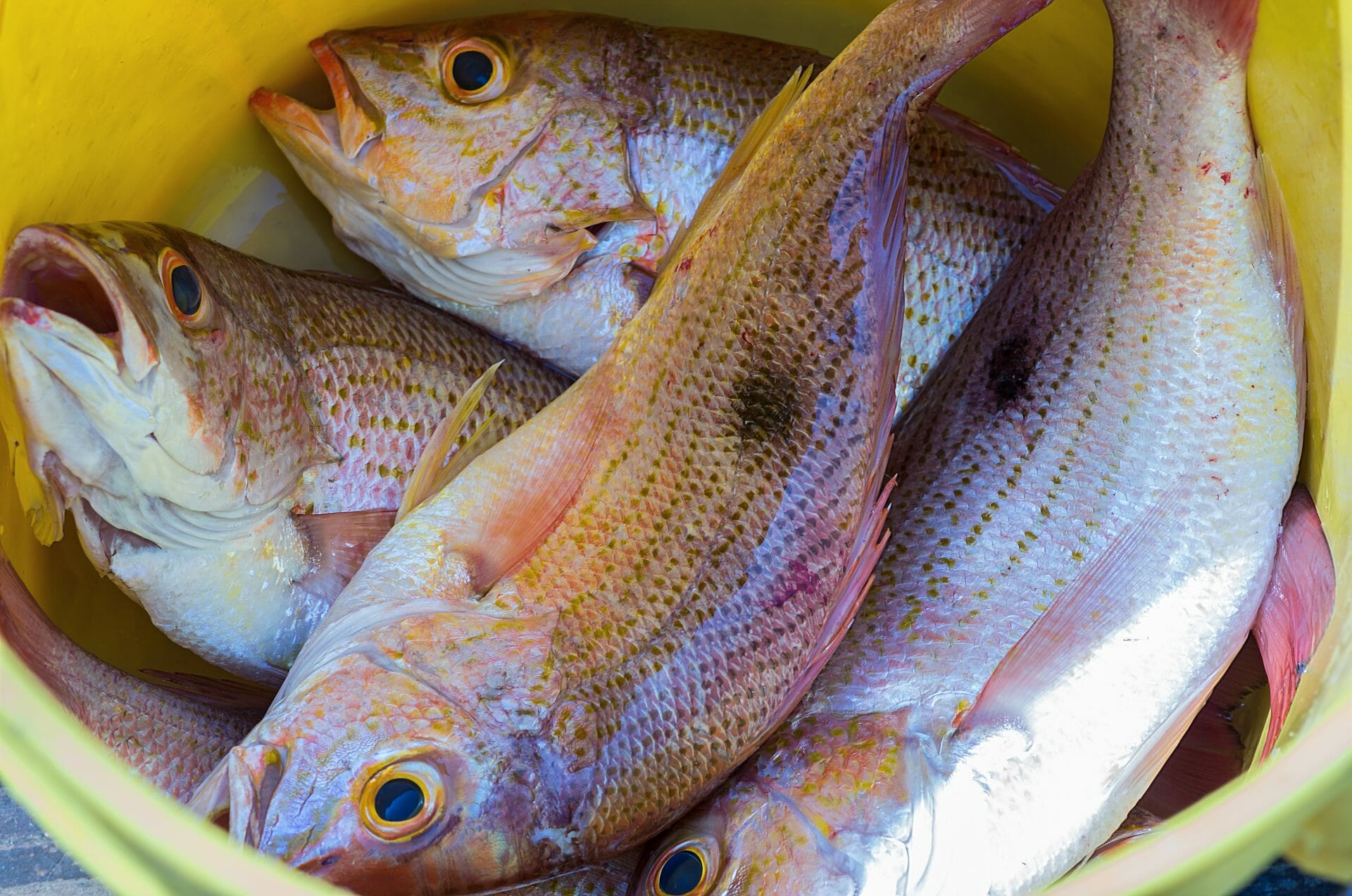 How Long Does Fresh Fish Last?